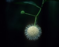 cephalanthus occidentalis 3.jpg